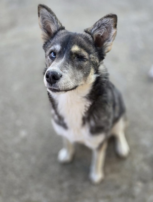 Malena freut sich auf IHRE Menschen, Mischling - Hündin