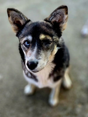 Malena freut sich auf IHRE Menschen, Mischling - Hündin