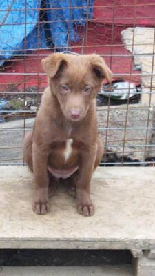 Mali, Mischling Welpen - Hündin