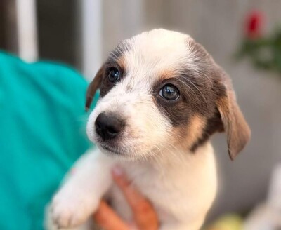 Mali, Mischling Welpen - Hündin