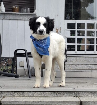 Mali, Mischlling Welpen - Rüde