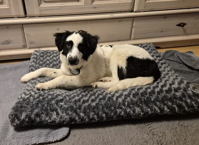 Mali, Mischlling Welpen - Rüde