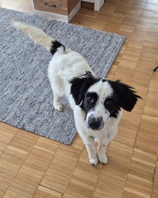 Mali, Mischlling Welpen - Rüde