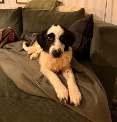 Mali, Mischlling Welpen - Rüde