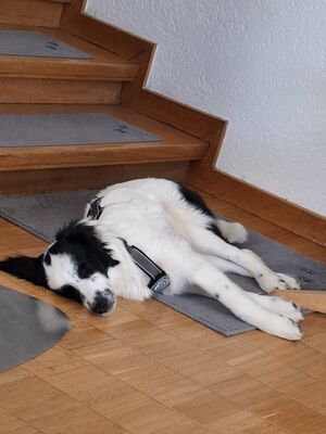 Mali, Mischlling Welpen - Rüde