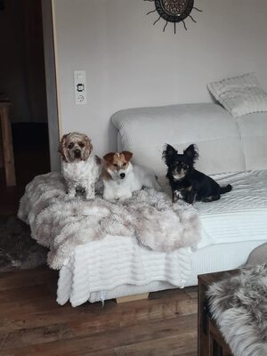 Malia, Mischling - Hündin