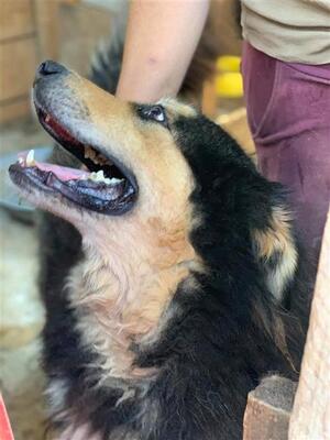 Malick, Herdenschutzhund-Mix - Rüde