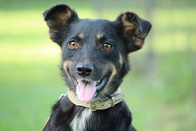 Malika, Mischling - Hündin