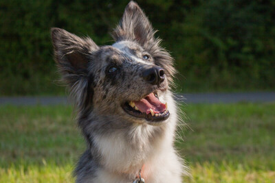 Malin, Mischling - Rüde