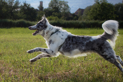 Malin, Mischling - Rüde