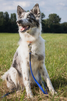 Malin, Mischling - Rüde