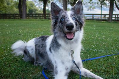 Malin, Mischling - Rüde