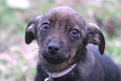 Malin, Mischling Welpen - Rüde