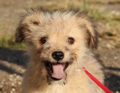 Malina, Mischling Welpen - Hündin