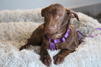 Malina, Mischling Welpen - Hündin