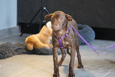 Malina, Mischling Welpen - Hündin