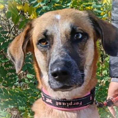 🌺Malina ist eine nette Hündin, die aus der Obhut eines Tierhalters gerettet wurde 🌺