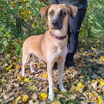 🌺Malina ist eine nette Hündin, die aus der Obhut eines Tierhalters gerettet wurde 🌺, Mischlingshündin - Hündin
