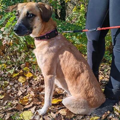 🌺Malina ist eine nette Hündin, die aus der Obhut eines Tierhalters gerettet wurde 🌺, Mischlingshündin - Hündin