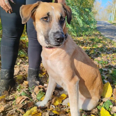 🌺Malina ist eine nette Hündin, die aus der Obhut eines Tierhalters gerettet wurde 🌺, Mischlingshündin - Hündin