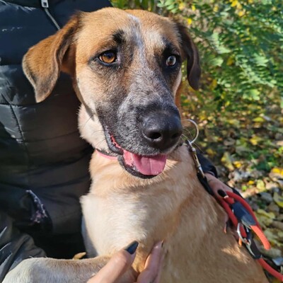 🌺Malina ist eine nette Hündin, die aus der Obhut eines Tierhalters gerettet wurde 🌺, Mischlingshündin - Hündin