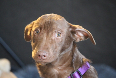 Malina, mischling - Hündin