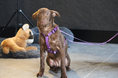 Malina, mischling - Hündin