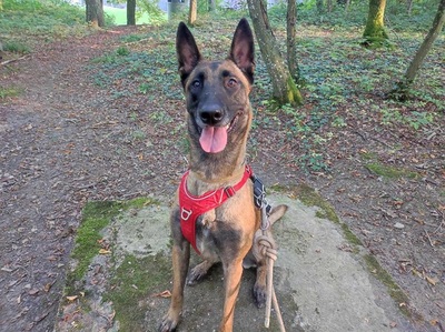 Malinois - Hündin