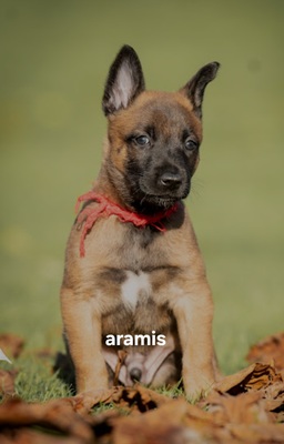 Malinois Welpen - Rüde