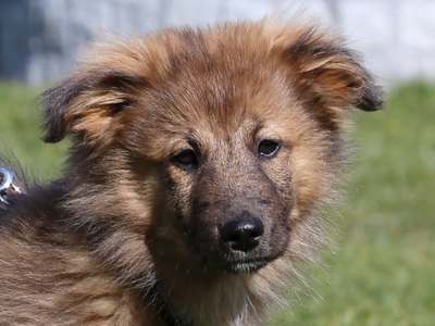 Malio, Mischling - Rüde