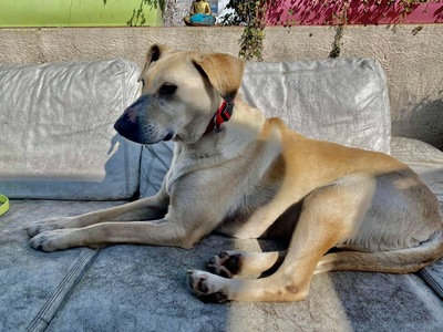 Malique, Mix - Rüde