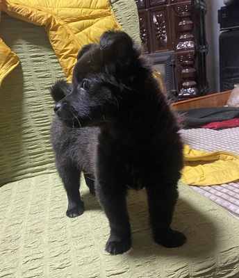 Malou, Mix Welpen - Hündin