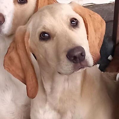 Malou - zurückhaltend & sensibel 🫶, Mischling Welpen - Hündin