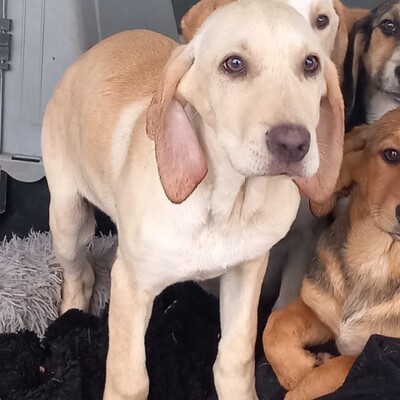 Malou - zurückhaltend & sensibel 🫶, Mischling Welpen - Hündin