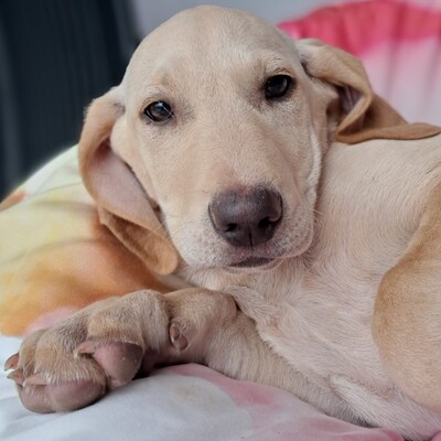 Malou - zurückhaltend & sensibel 🫶 / Reserviert, Mischling Welpen - Hündin