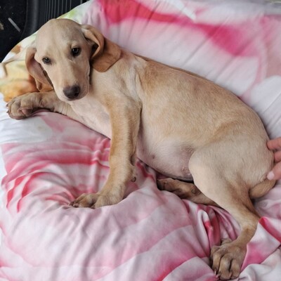 Malou - zurückhaltend & sensibel 🫶 / Reserviert, Mischling Welpen - Hündin