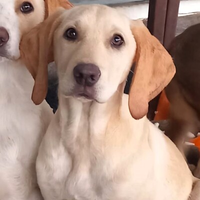 Malou - zurückhaltend & sensibel 🫶 / Reserviert, Mischling Welpen - Hündin