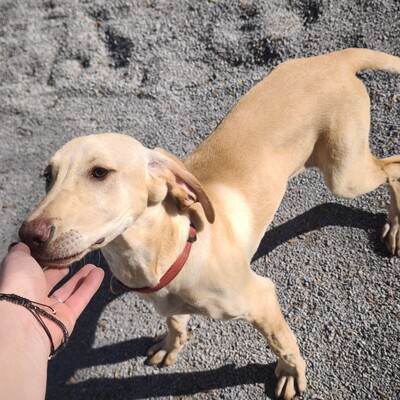 Malou - zurückhaltend & sensibel 🫶 / Reserviert, Mischling Welpen - Hündin