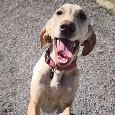 Malou - zurückhaltend & sensibel 🫶 / Reserviert, Mischling Welpen - Hündin