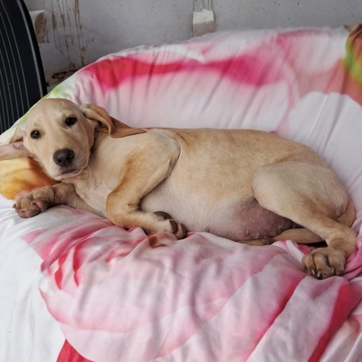 Malou - zurückhaltend & sensibel 🫶 / Vorgemerkt, Mischling Welpen - Hündin