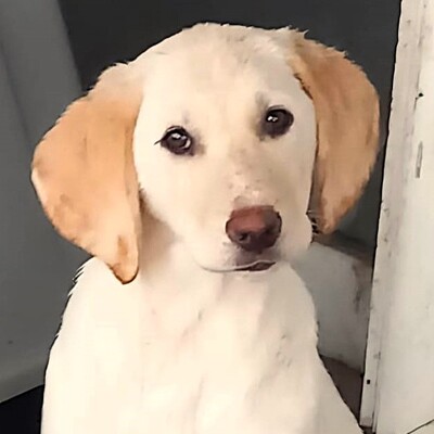 Malou - zurückhaltend & sensibel 🫶 / Vorgemerkt, Mischling Welpen - Hündin