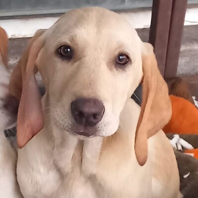 Malou - zurückhaltend & sensibel 🫶 / Vorgemerkt, Mischling Welpen - Hündin