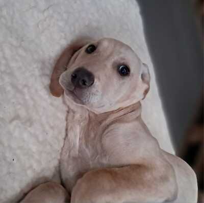 Malou - zurückhaltend und sensibel, Mischling Welpen - Hündin