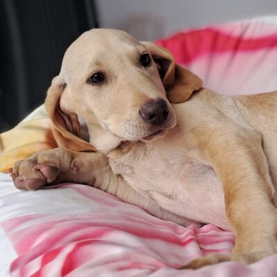 Malou - zurückhaltend und sensibel, Mischling Welpen - Hündin