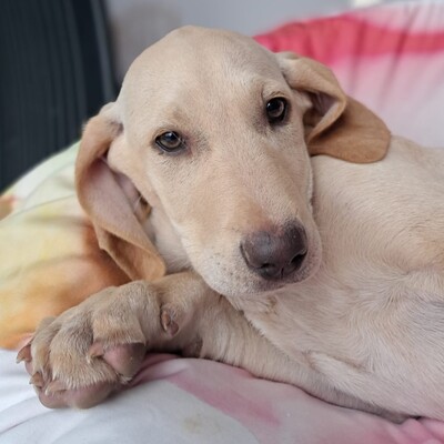 Malou - zurückhaltend und sensibel, Mischling Welpen - Hündin