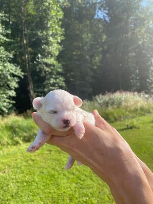 Malteser Welpen - Hündin