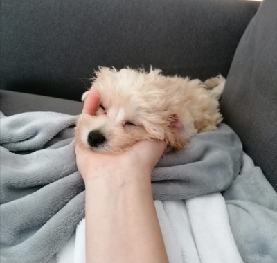 Maltipoo - Hündin