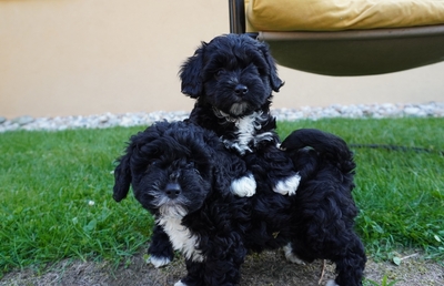 Maltipoo Welpen - Rüde