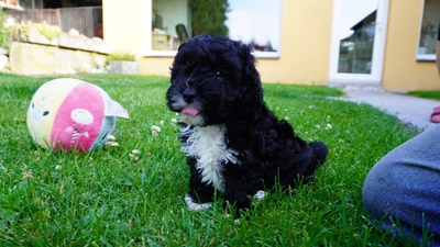 Maltipoo Welpen - Rüde