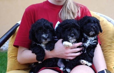Maltipoo Welpen - Rüde